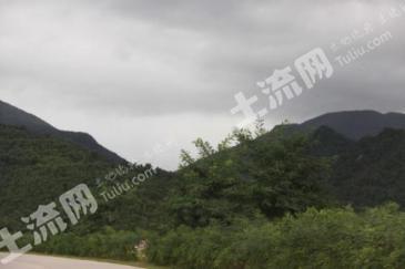 延边龙井市 5580亩 有林地 经营权出租