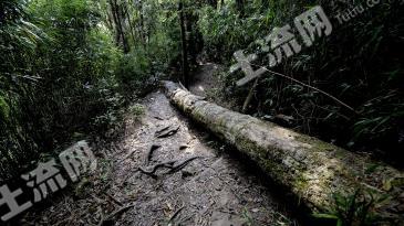 伊春嘉荫县 550亩 灌木林地 经营权转让