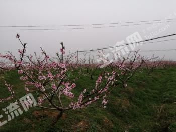 镇江句容市 80亩 其它耕地 经营权转让