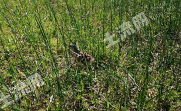 黑龙江双鸭山宝山区养殖地15亩