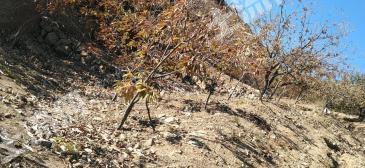 唐山迁西县 180亩 果园 经营权转让