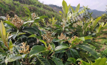 红河个旧市 3亩 果园 经营权出租