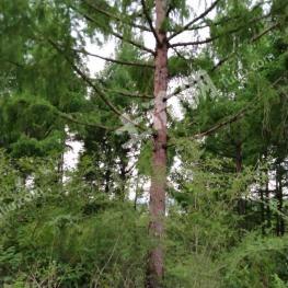 吉林蛟河市635亩有林地经营权转让