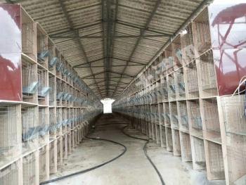 丽江宁蒗彝族自治县 4亩 人工牧草地 经营权出租