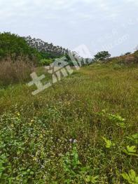 南宁良庆区 40亩 坑塘水面 经营权出租