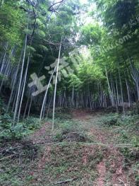 赣州宁都县2851亩有林地经营权转让