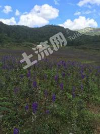 大理云龙县200亩其它园地经营权转让
