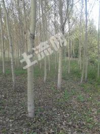 吉林舒兰市 370亩 有林地 经营权转让