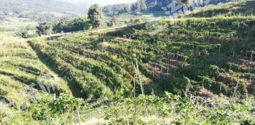 德宏芒市 150亩 水浇地 经营权转包