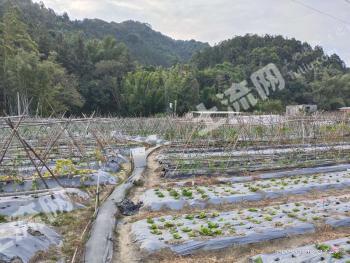 河源东源县 10亩 水浇地 经营权出租