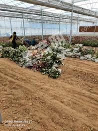 安阳龙安区 8亩 其它园地 经营权出租