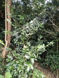 文山富宁县100亩胜林生态茶经营权合作