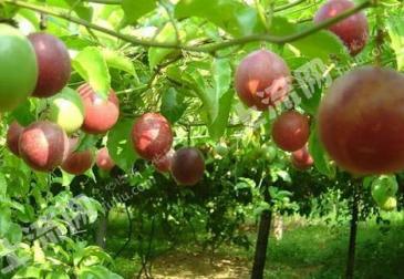 韶关翁源县53亩果园经营权转让15万元可合作可分期