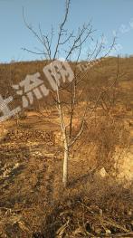 葫芦岛兴城市 150亩 果园 经营权转让