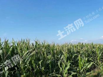 白城通榆县 900亩 农场 使用权转让