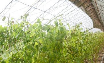 大庆龙凤区 7.5亩 其它农用地 经营权出租