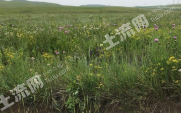 内蒙古锡林郭勒盟正蓝旗草地3亩经营权出租