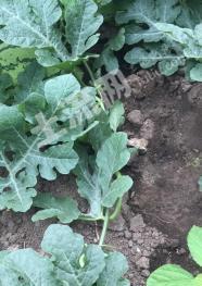 牡丹江东宁市 30000平米 度假山庄 出租