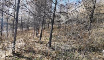 牡丹江穆棱市 228亩 有林地 经营权转让