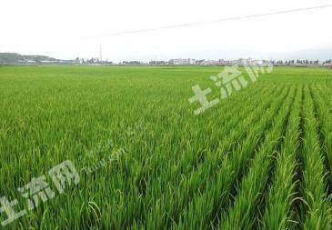 双鸭山友谊县 75亩 水田 经营权转让