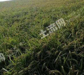 白城大安市 3000亩 水田 经营权出租