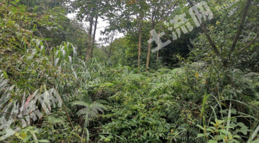 桂林永福区500亩林地经营权出租