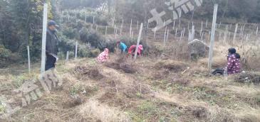 恩施宣恩县 50亩 旱地 经营权转让