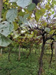 宜春奉新县 100亩 果园 经营权转让