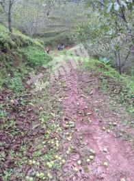 普洱市墨江哈尼族自治县 400亩 乔木林地 经营权出租