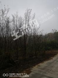 合肥肥西县 200亩 乔木林地 经营权转让