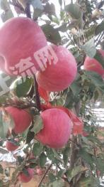 葫芦岛绥中县 700亩 果园 经营权转让