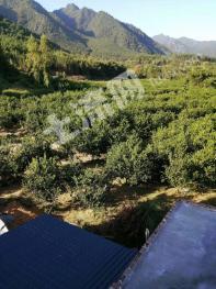 广东韶关乳源县云门山旁 100亩 水田 经营权转让