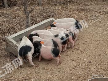 张店区20亩 生态园 经营权出租或转让 价格面议