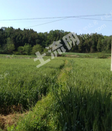 绵阳三台县 30亩 有林地经营权出租