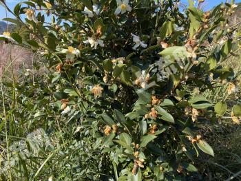 黔东南三穗县 238亩 茶园 经营权转让