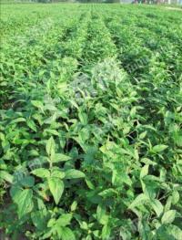 黑河嫩江县 700亩 旱地 经营权出租