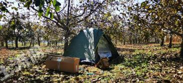 陕西铜川宜君县 105亩 果园 经营权转让