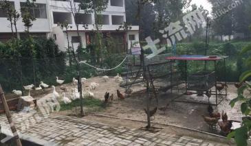 南阳  邓州市 10亩 坑塘 出租