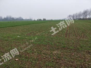 驻马店正阳县 1000亩 旱地 经营权出租