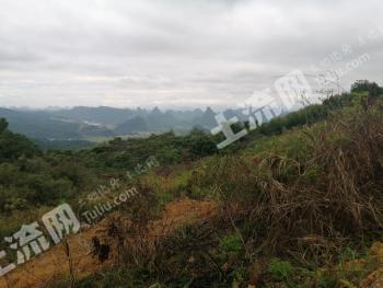 贺州钟山县 3680亩 有林地 经营权出租