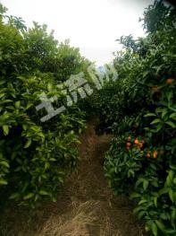 南宁良庆区 30亩 果园 经营权出租