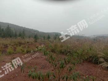 郴州嘉禾县 500亩 灌木林地 经营权出租