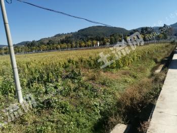 玉溪澄江县 14000亩 水田 经营权出租