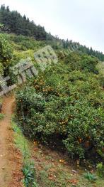 邵阳洞口县 50亩 果园 经营权转包