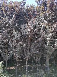 许昌长葛市92亩其它耕地经营权转让