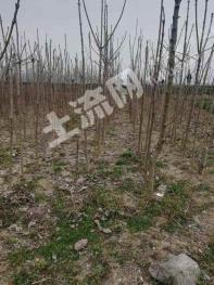 汉中城固县 24亩 旱地 出租