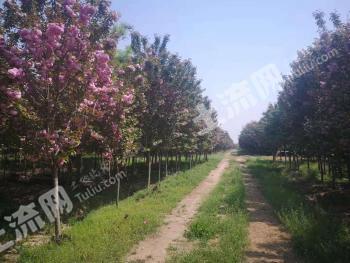 咸阳渭城区 350亩 其它园地 经营权转让