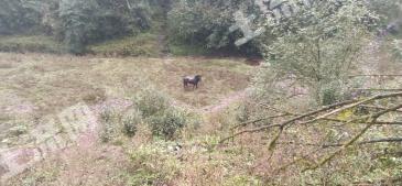 乐山马边彝族自治县200亩旱地经营权出租