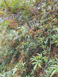 凉山金阳县 32亩花椒林  经营权转让