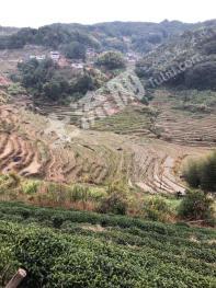 宁德福安市 300亩 水田 经营权出租